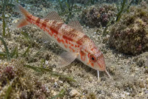 Mullus barbatus