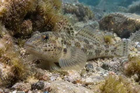 Gobius bucchichi
