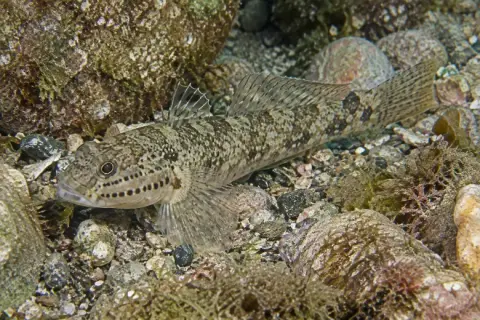Gobius bucchichi