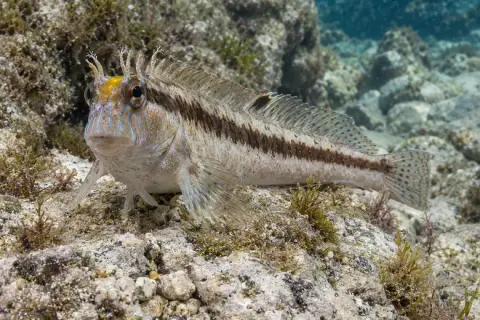 Parablennius rouxi