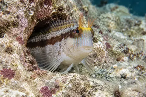 Parablennius rouxi