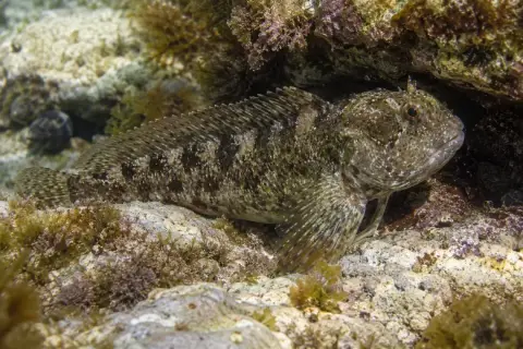 Lipophrys trigloides