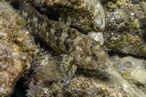 Lipophrys trigloides