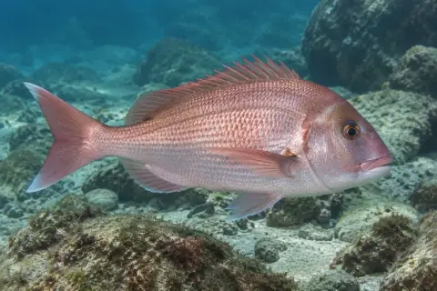 Pagrus pagrus