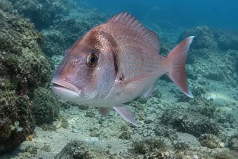 Pagrus pagrus