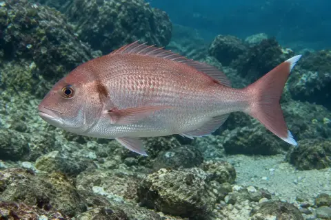 Pagrus pagrus