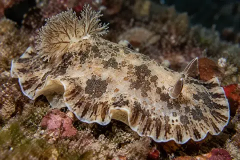 Dendrodoris grandiflora