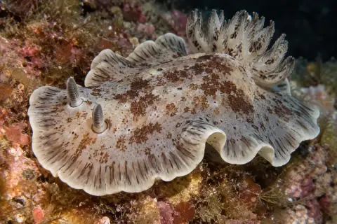 Dendrodoris grandiflora