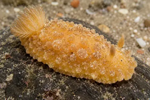 Doris verrucosa
