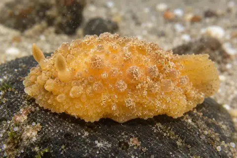 Doris verrucosa