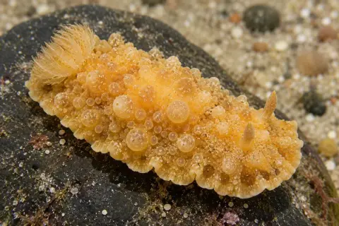 Doris verrucosa