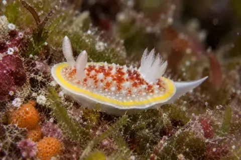 Diaphorodoris luteocincta