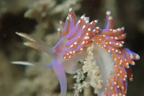 Facelina auriculata