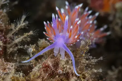 Flabellina ischitana