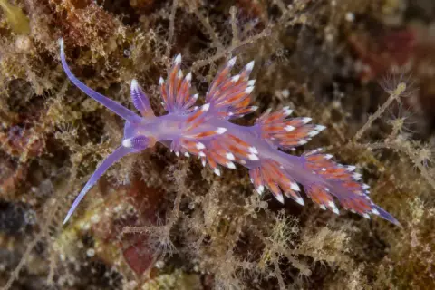 Flabellina ischitana