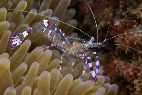 Periclimenes amethysteus