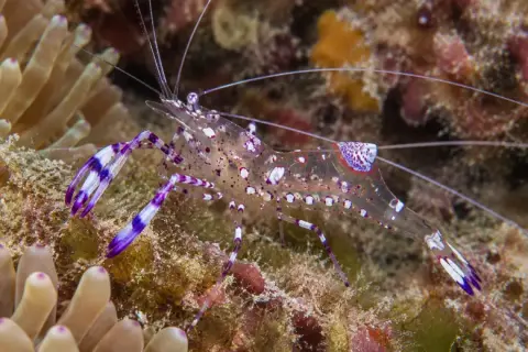 Periclimenes amethysteus