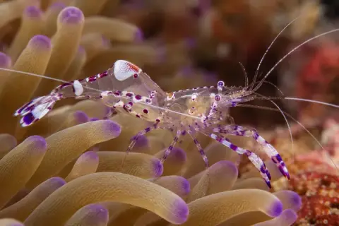 Periclimenes amethysteus