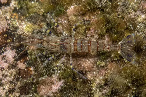 Palaemon elegans