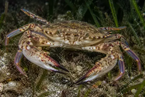 Liocarcinus depurator