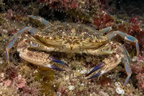Liocarcinus depurator