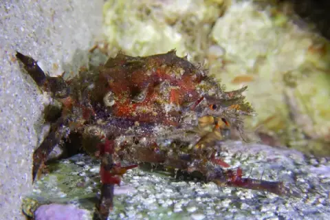 Pisa tetraodon