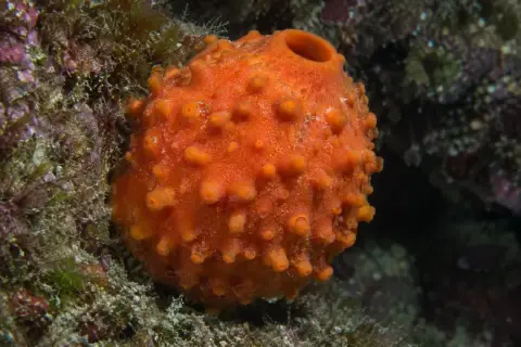 Tethya aurantium