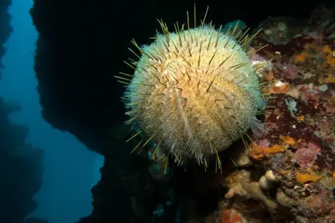 Echinus melo