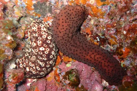 Holothuria (Platyperona) sanctori