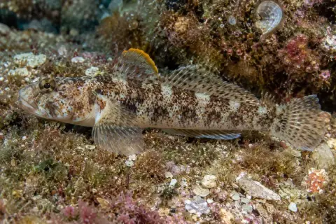 Gobius paganellus