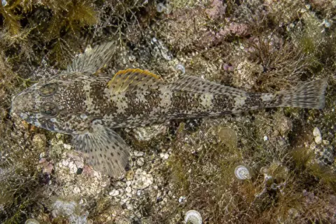 Gobius paganellus