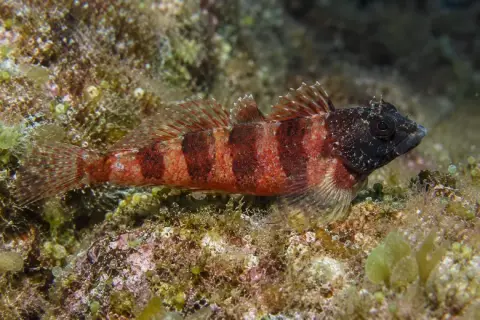 Tripterygion tripteronotum