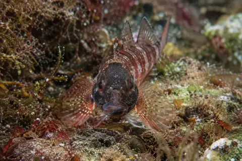 Tripterygion tripteronotum