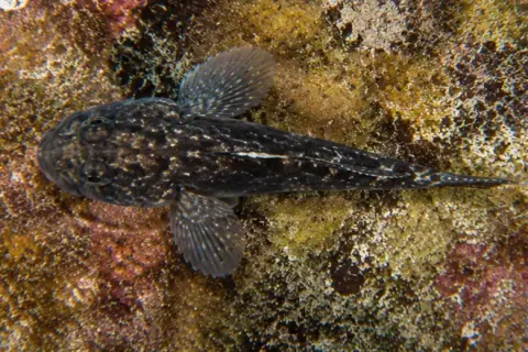 Gobius niger
