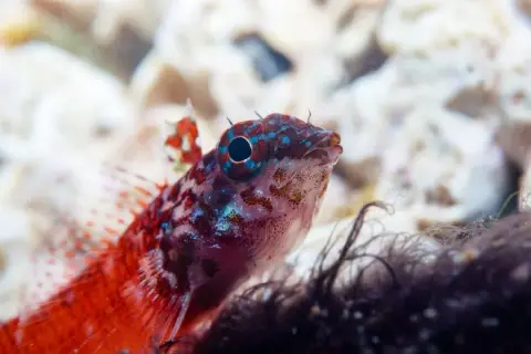 Tripterygion melanurus