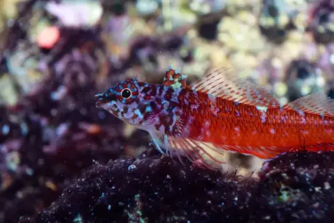 Tripterygion melanurus