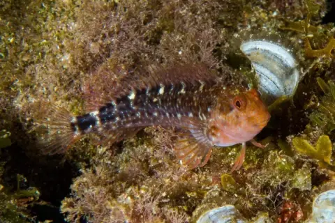 Parablennius zvonimiri