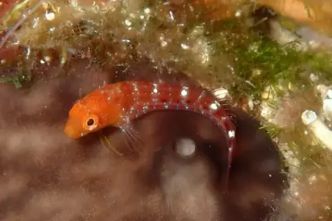Parablennius zvonimiri