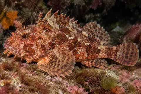 Scorpaena maderensis