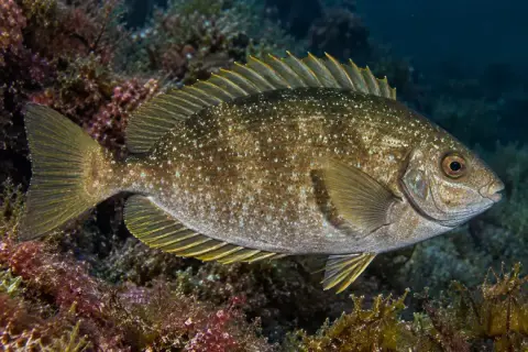 Siganus luridus