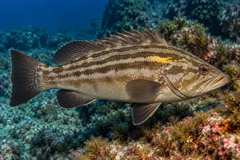 Epinephelus costae