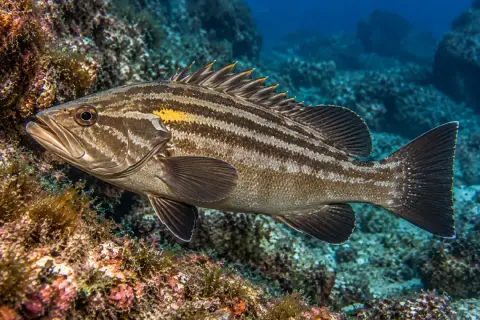 Epinephelus costae