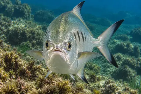 Trachinotus ovatus