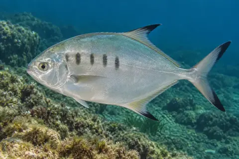 Trachinotus ovatus
