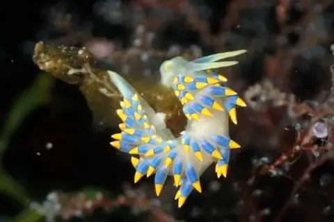 Trinchesia caerulea