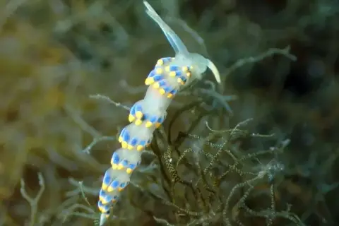 Trinchesia caerulea