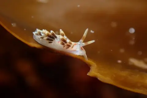 Tenellia foliata