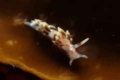 Tenellia foliata