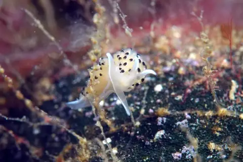 Caloria elegans