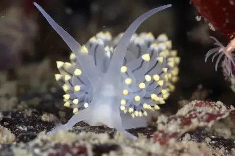 Eubranchus tricolor
